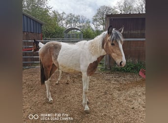 Mustang (american) Mix, Mare, 3 years, 15,2 hh, Palomino