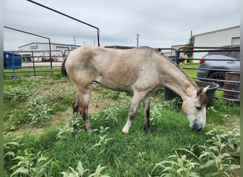 Mustang (american), Mare, 4 years, 13.3 hh, Buckskin