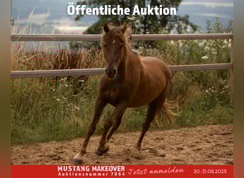 Mustang (american), Mare, 4 years, 13,3 hh, Chestnut-Red