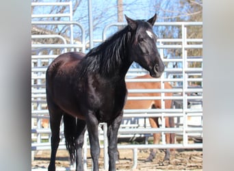 Mustang (american), Mare, 4 years, 14.1 hh, Brown