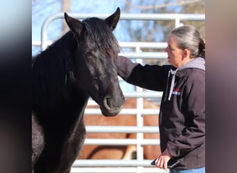 Mustang (american), Mare, 4 years, 14.1 hh, Brown