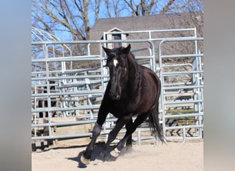 Mustang (american), Mare, 4 years, 14.1 hh, Brown