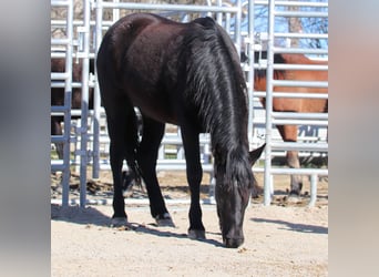 Mustang (american), Mare, 4 years, 14.1 hh, Brown