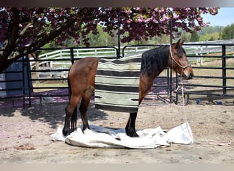 Mustang (american), Mare, 4 years, 14 hh, Brown
