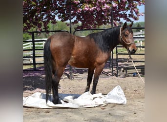 Mustang (american), Mare, 4 years, 14 hh, Brown