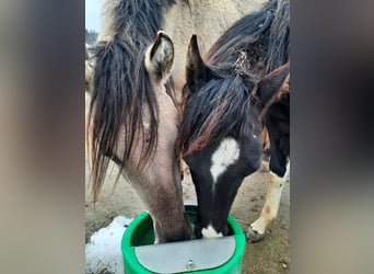 Mustang (american), Mare, 4 years, 15.2 hh, Grullo