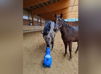 Mustang (american), Mare, 4 years, 15.2 hh, Grullo