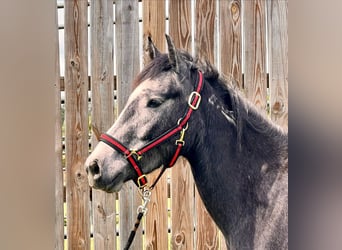 Mustang (american), Mare, 5 years, 13,1 hh, Grey-Dark-Tan