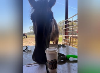 Mustang (american), Mare, 5 years, 13,2 hh, Grullo