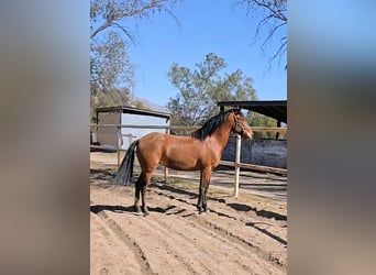 Mustang (american) Mix, Mare, 5 years, 14 hh, Bay