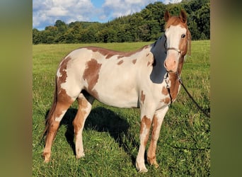 Mustang (american), Mare, 5 years, 14,2 hh, Overo-all-colors