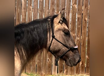 Mustang (american), Mare, 6 years, 13.2 hh, Grullo