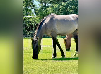 Mustang (american), Mare, 6 years, 13.2 hh, Grullo