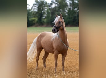 Mustang (american), Mare, 6 years, 14.1 hh, Palomino
