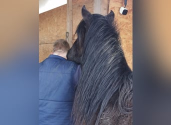Mustang (american), Mare, 6 years, 14.3 hh, Black