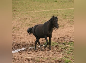 Mustang (american), Mare, 6 years, 14.3 hh, Black
