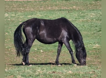 Mustang (american), Mare, 6 years, 14.3 hh, Black