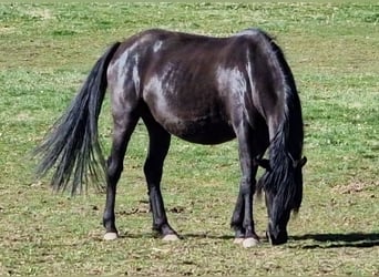 Mustang (american), Mare, 6 years, 14.3 hh, Black