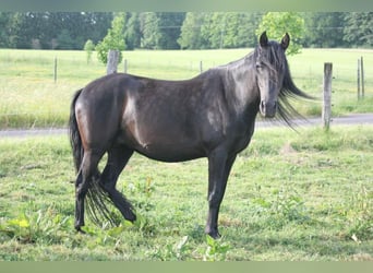 Mustang (american), Mare, 6 years, 14.3 hh, Black