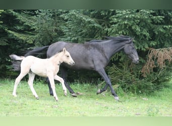 Mustang (american), Mare, 6 years, 14.3 hh, Black