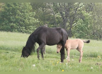 Mustang (american), Mare, 6 years, 14.3 hh, Black
