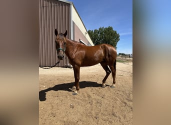Mustang (american), Mare, 6 years, 14 hh, Sorrel