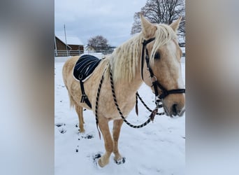 Mustang (american), Mare, 6 years, 14,1 hh, Palomino