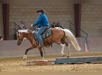 Mustang (american), Mare, 6 years, 14,1 hh, Pinto