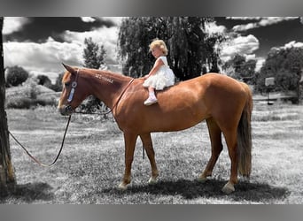 Mustang (american), Mare, 6 years, 14,1 hh, Sorrel