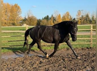 Mustang (american), Mare, 6 years, 15.2 hh, Black