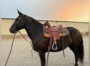 Mustang (american), Mare, 6 years, 15.2 hh, Black