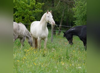 Mustang (american), Mare, 6 years, 15 hh, Cremello