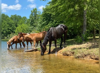 Mustang (american), Mare, 6 years, 15,1 hh, Black