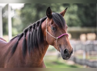 Mustang (american), Mare, 6 years, 15,1 hh, Brown