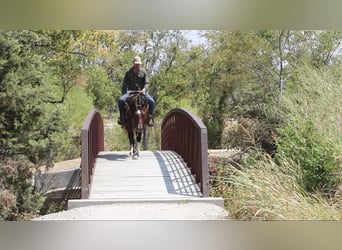 Mustang (american), Mare, 6 years, Bay