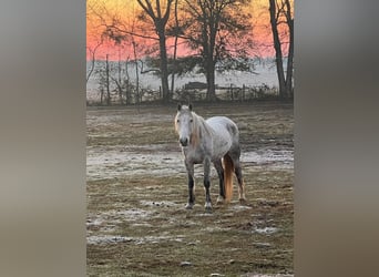 Mustang (american), Mare, 8 years, 14,1 hh, Grey-Dapple