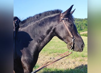 Mustang (american) Mix, Mare, 8 years, 14,2 hh, Black
