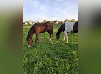 Mustang (american), Mare, 8 years, 15.1 hh