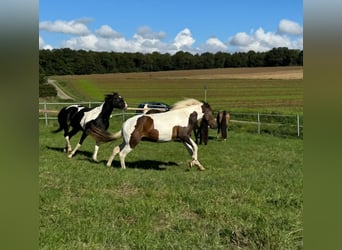 Mustang (american), Mare, 8 years, 15.1 hh