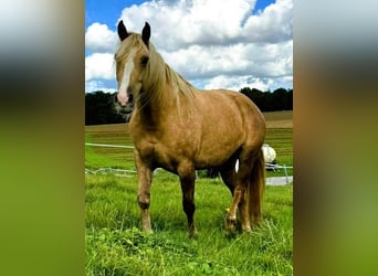 Mustang (american), Mare, 8 years, 15.1 hh