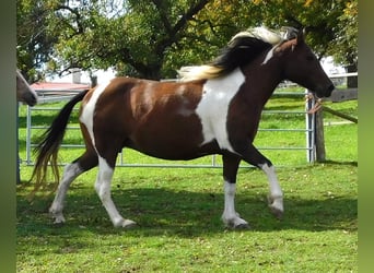 Mustang (american), Mare, 8 years, 15.1 hh