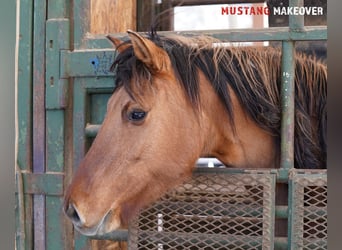 Mustang (american), Mare, 9 years, 14.2 hh, Dun