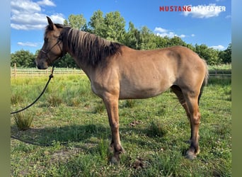 Mustang (american), Mare, 9 years, 14,1 hh, Dun