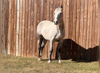 Mustang (american), Mare, 9 years, 14,1 hh, Grey-Dapple