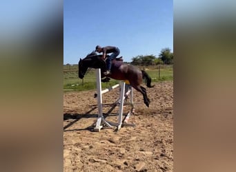 Mustang (american), Mare, 9 years, 15 hh, Roan-Bay
