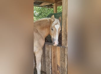 Mustang (american), Mare, Foal (04/2025), 15.1 hh, Red Dun Mustang (american), Mare, Foal (04/2025), 15.1 hh, Red Dun