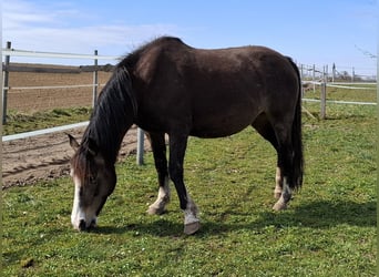 Mustang (american), Mare, , 15.1 hh