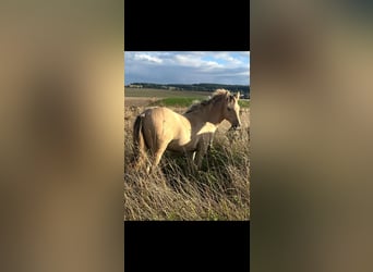 Mustang (american), Stallion, 1 year, 14.2 hh, Champagne