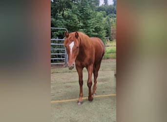 Mustang (american), Stallion, 1 year, 14.3 hh, Chestnut
