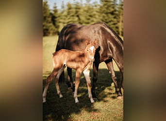 Mustang (american), Stallion, 1 year, 14.3 hh, Chestnut
